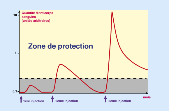 Variation du taux d'anticorps sanguins lors d'une vaccination - infographie